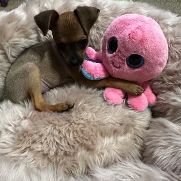 Meet Your Posher - Picture 4 of 16